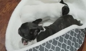 French Bulldogs Explore Every Inch of Their New Bed