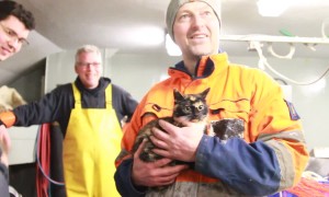 Stowaway cat found on Dutch ship after hiding onboard for a week