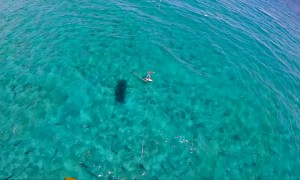 Kitesurfing with Hundreds of Sharks