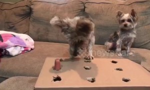 Dog plays 'whack-a-mole' with tasty sausage treats
