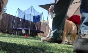 'Silly boy!' Slobbery pet bulldog snatches owner's phone for fun