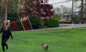 Rooster Chases Woman Around Park