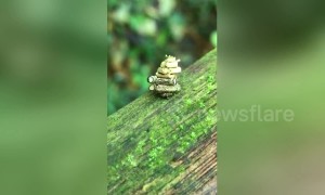 Hardworking moth seen carrying enormous pile of twigs 10 times as big as its body