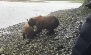 Momma Pair Brings Salmon to Shore for Her Cubs