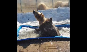 Russian brown bear chucks about his bath toys while cooling off in ice trough