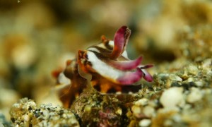 Flamboyant Cuttlefish Eggs Hatching