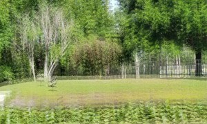 Mama Crane Scares Alligators Away from Babies
