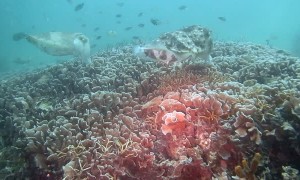 Underwater Encounter with Group of Cuttlefish