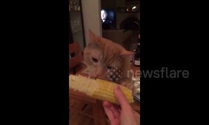 Stewie the cat is a real cornivore