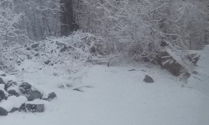 Mother Fox and Pups Come out to Play