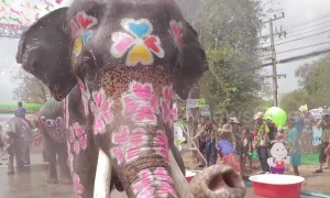 Elephants soak crowds with their trunks in mass water fight