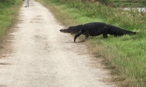 Massive alligator strolls across walking trail