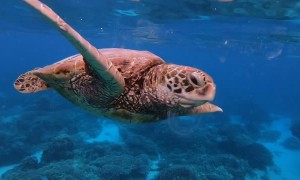Turtles Dine out on Jellyfish Smorgasbord
