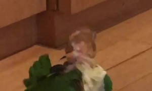 Bizarre Bird Behavior