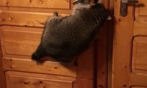 Crafty Raccoon Opens Door with Ease