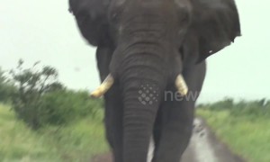 Huge wild elephant charges safari tourists in South Africa