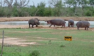 Incredible moment shows hippo scaring off threatening rhino