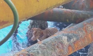 Stranded dog is rescued from sea 136 miles from shore