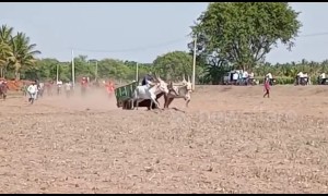 Incredible moment ox cart flips over during village race, sending rider flying