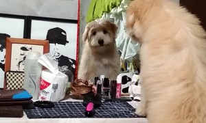 Looking Through a Strange Window at a Strange Dog