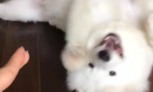 Smart Samoyed Plays Dead