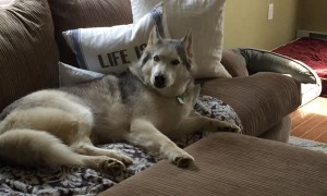 Stubborn Husky would rather relax on couch than go for walk