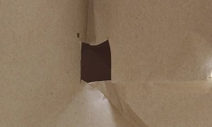 Birdie Plays Peekaboo Through Travel Bag