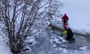 Fire department crew rescues deer from frozen lake
