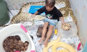 Little Girl Gives Crocodile a Bath