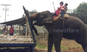 Quite the trunk on that vehicle! Elephant helps push truck stuck in the mud