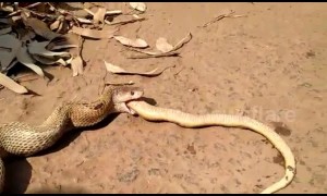 Cobra regurgitates another cobra after rescue in India
