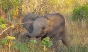 Baby elephant tries its best to intimidate tourists