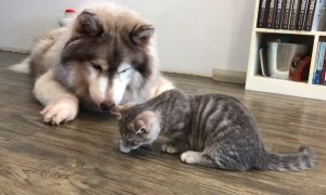 Impatient Pooch Takes Ice from Cat