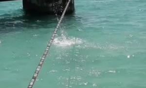 Balancing and Flipping on a Slack Line