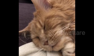 Big ginger Maine Coon cat wakes up from nightmare then goes back to sleep