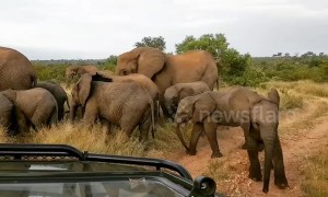 Playful baby elephant attempts to charge safari vehicle