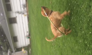 Hula Hoop Confuses Pup