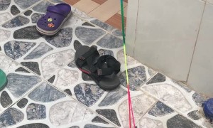 Puppy Pulls Lazy Cat Around