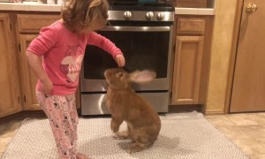 Giant Rabbit and Little Girl are Best Buds