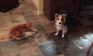 Kitty Tries her Paw at Dog Walking