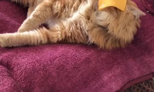 Cat Can't Handle Cheese Slice on Face