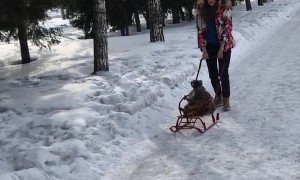 Raccoon Rides a Sleigh