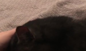 Kitty Really Loves Neck Scratches