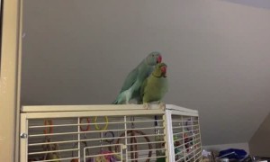 Parakeet brothers fully engage in conversation with one another