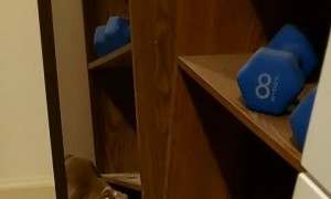 Reflection Keeps Barking Back