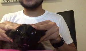 Kitty Loves Her Meowssage