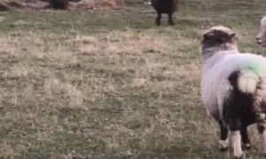 Bouncy Sheep at Play