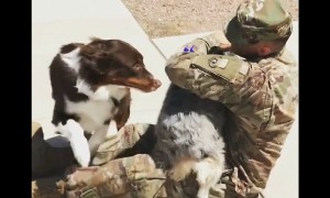 Dogs Welcoming Home Their Owners | Heart-Warming Compilation