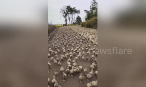 Spectacular moment thousands of ducks rush to fields for food in China