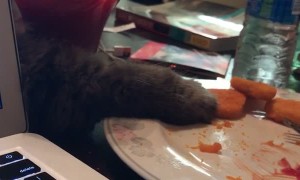 Sneaky Kitty Nugget Thief